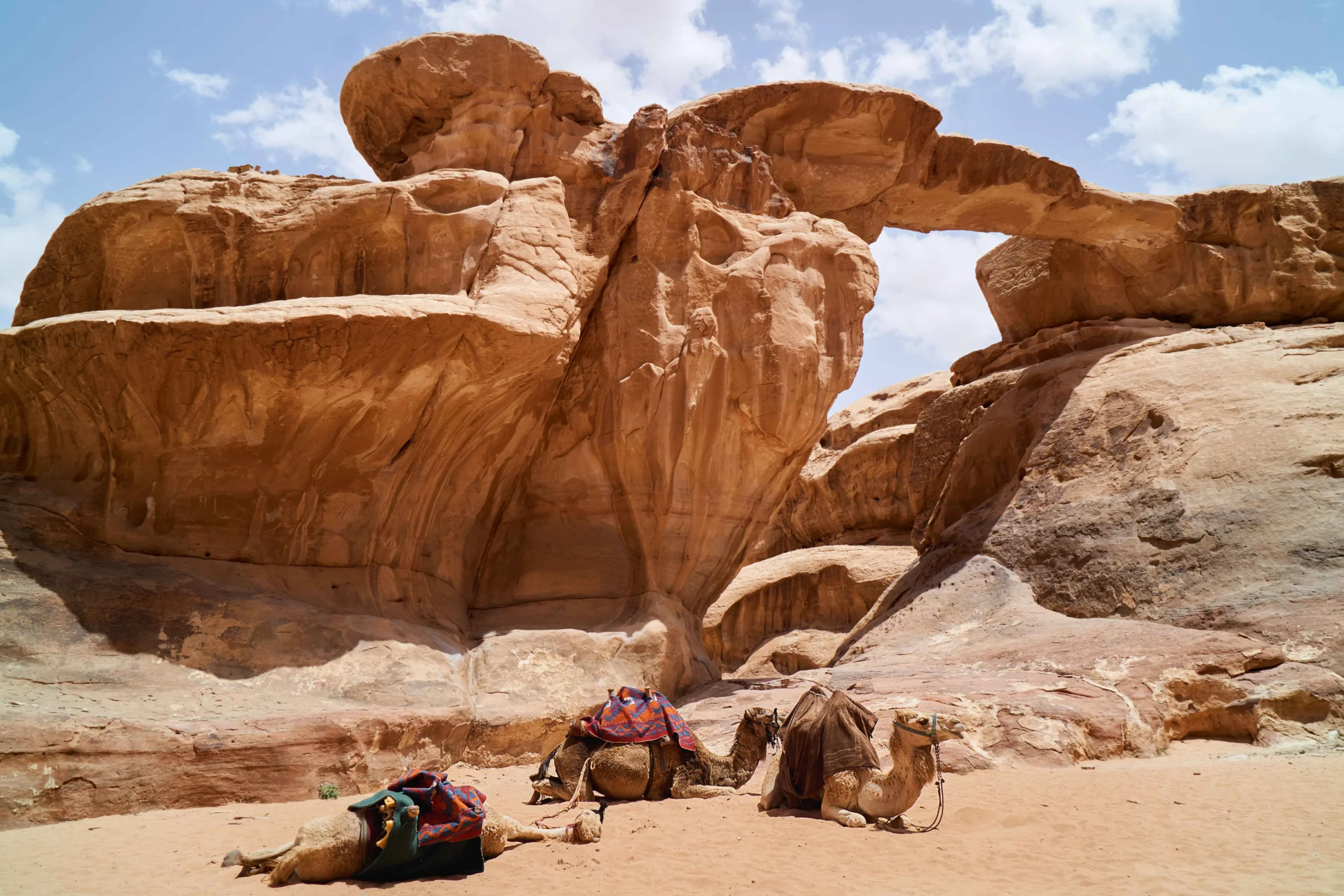 Jordan desert camels view